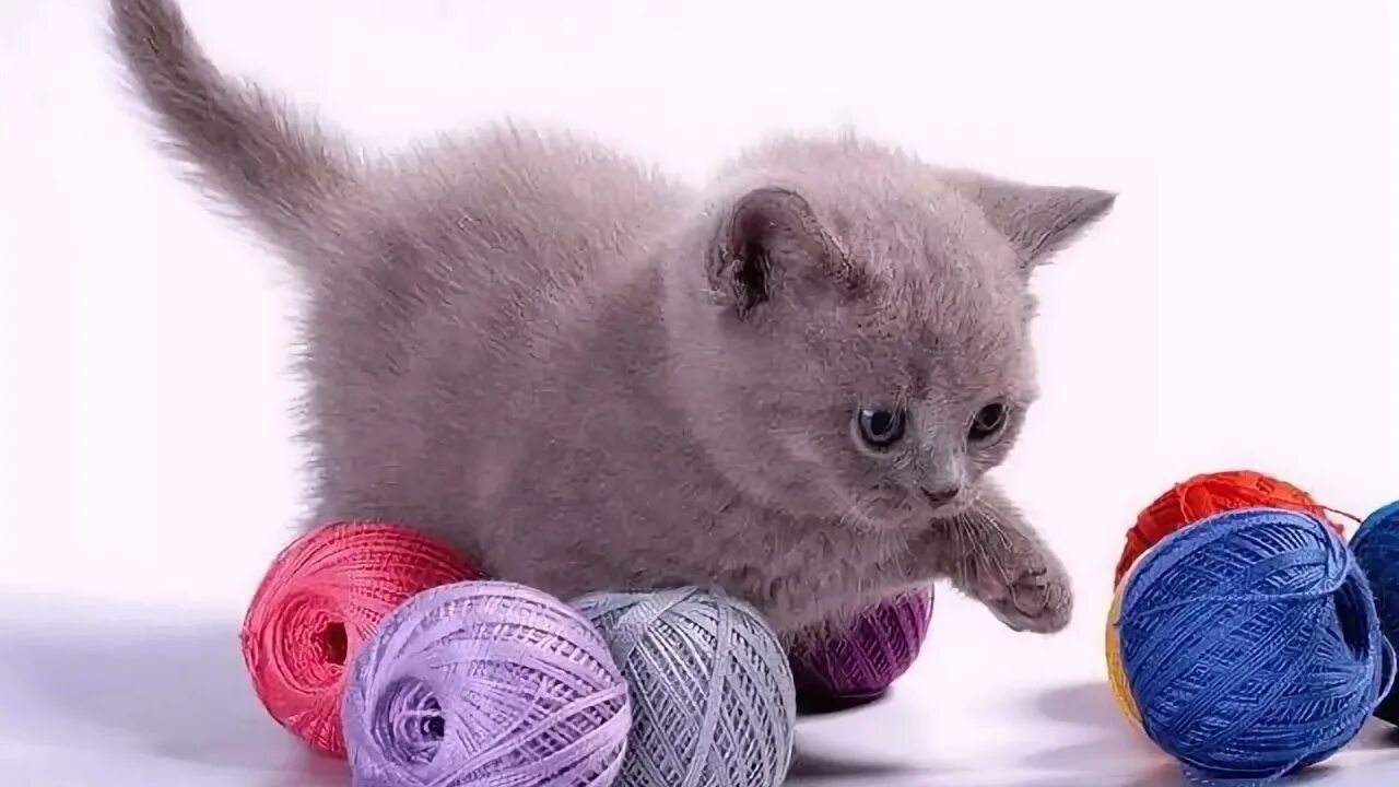 Котенок играет малыша. Котёнок и клубок. Кошка с клубком. Котенок с клубочком. Котенок и клубок ниток.