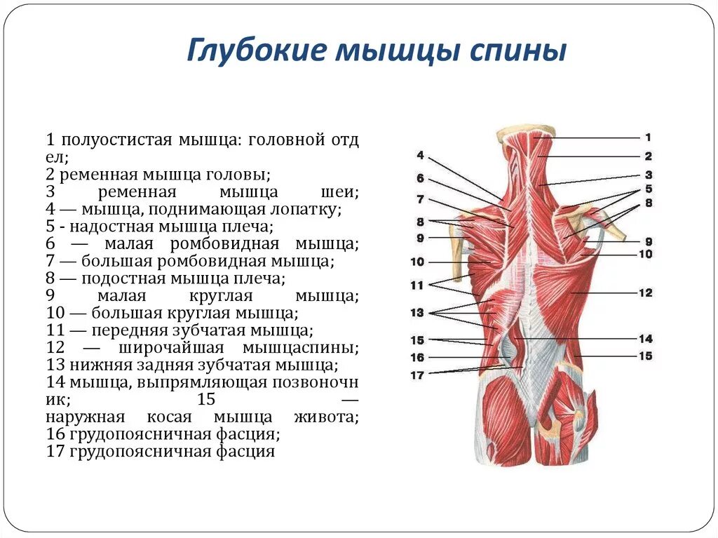 К глубоким мышцам спины относятся. Глубокие мышцы спины расположение. Мышцы спины строение и функции анатомия. Мышцы спины глубокий слой.