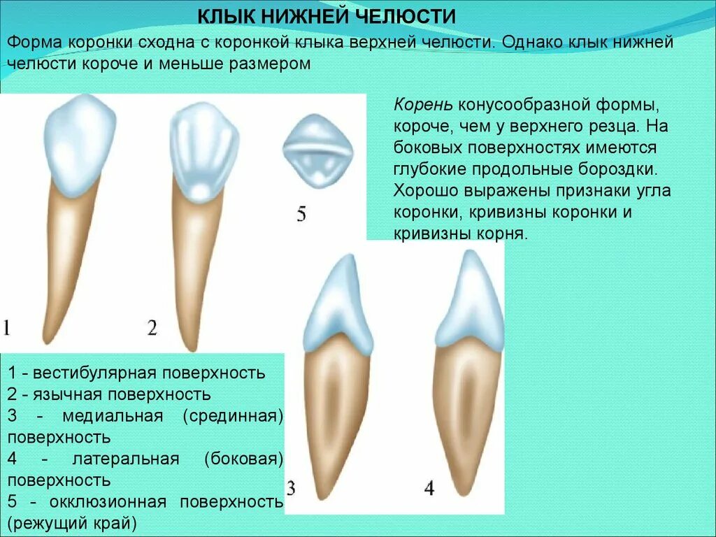 Корень зуба клык