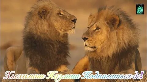 Львы на 2 ногах