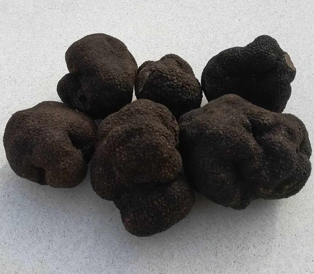 перигорский трюфель. трюфель «черный роше». перигорский трюфель. конфеты шоколадные трюфели. трюфель (грибы).