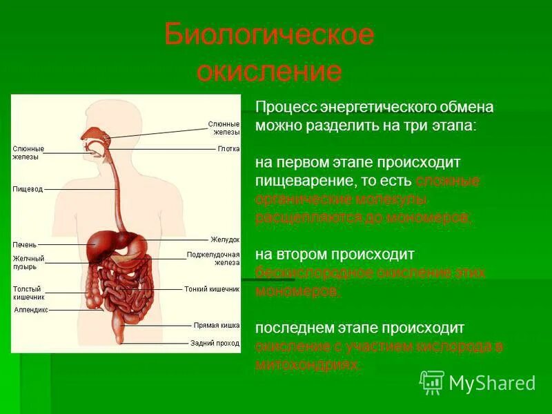 Пищевод процессы