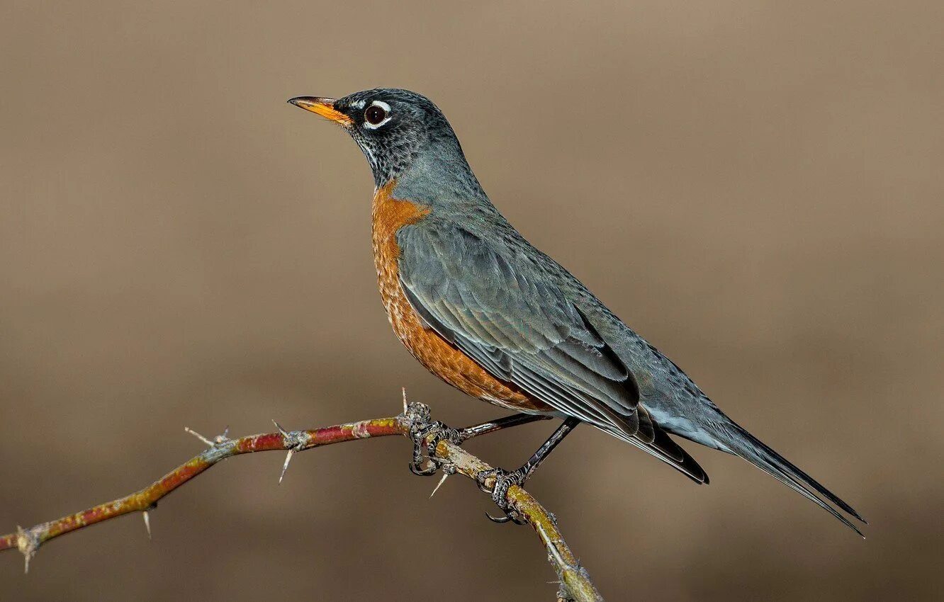 Красногрудый Дрозд. Странствующий Дрозд (turdus migratorius). Зарянка горихвостка. Робин Странствующий Дрозд.