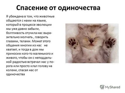 Сочинение спасите
