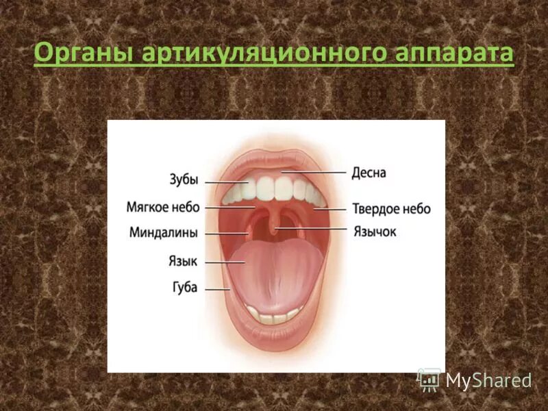 Движение языка во рту