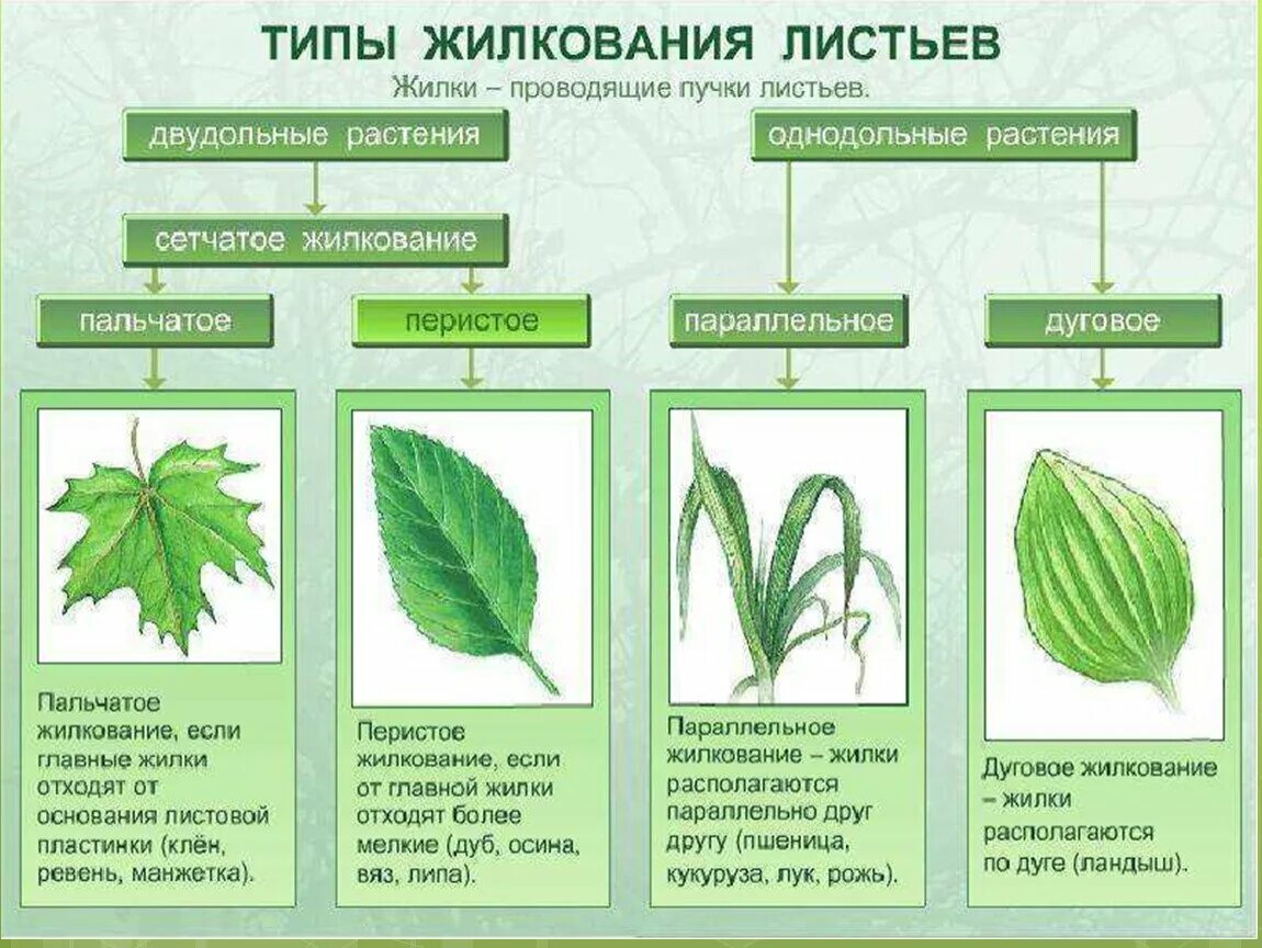 Пучки у двудольных