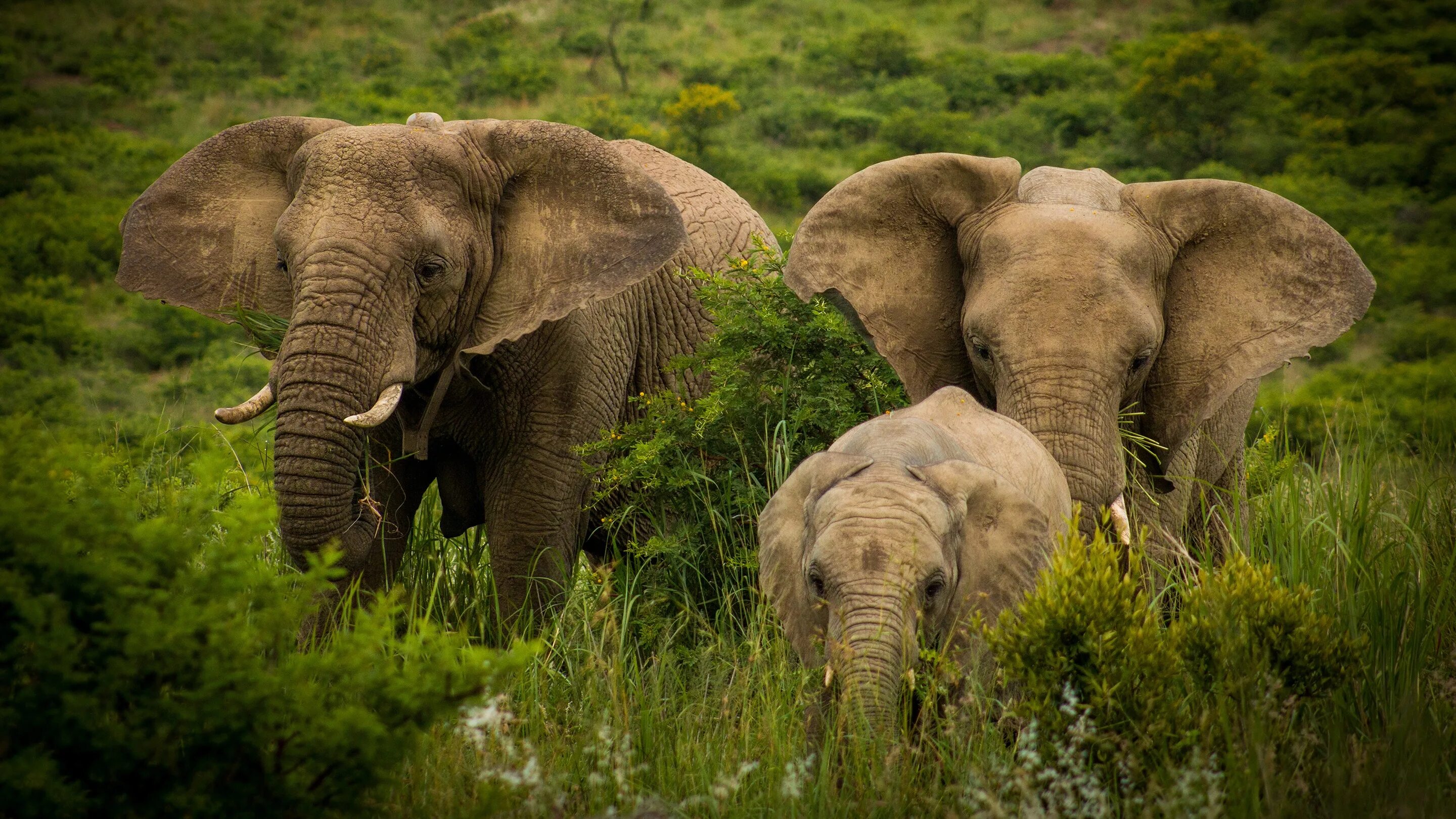 Elephant present. Африканский саванный слон. Слоны в природе. Семья слонов. Красивые слоны.