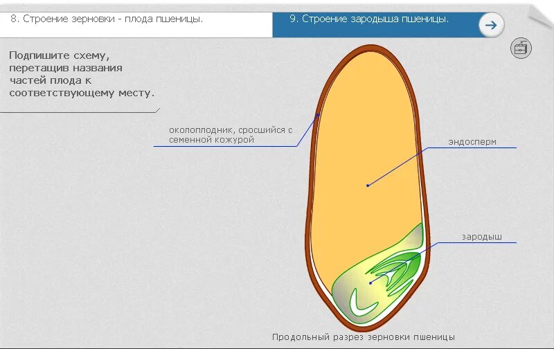 Плод Зерновка строение. Строение зерновки пшеницы. Строение семени зерновки пшеницы. Внутреннее строение зерновки пшеницы.