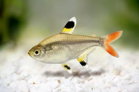 Pristella maxillaris