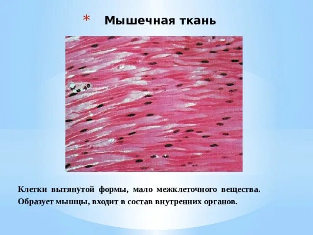 Состоят из многоядерных веретеновидных клеток. Строение поперечно полосатой мышечной ткани межклеточное вещество. Наличие межклеточного вещества в мышечной ткани. Поперечно полосатая Скелетная мышечная ткань межклеточное вещество. Строение гладкой мышечной ткани межклеточное вещество.