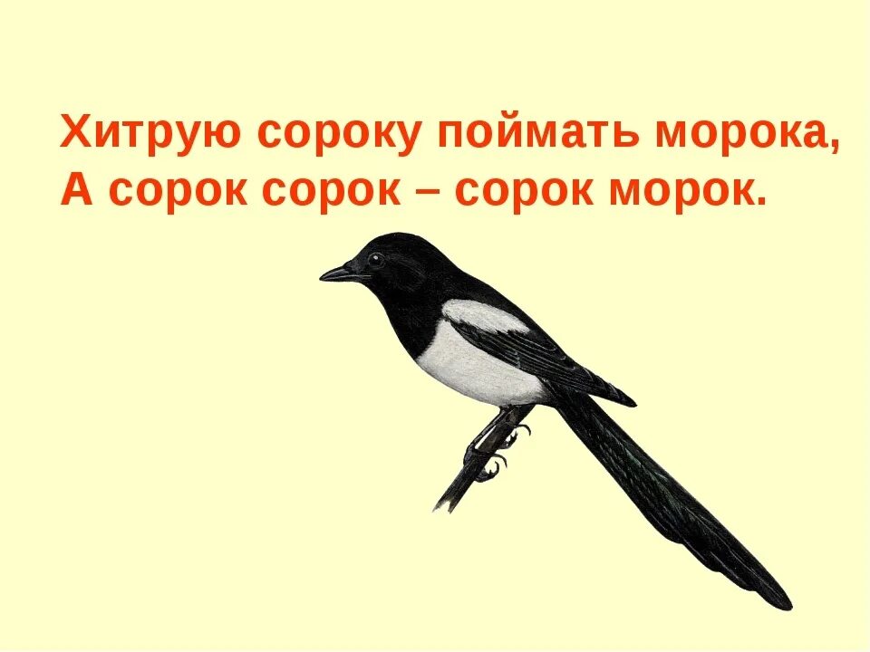 Купить сорок сорок книгу. Сорока. Скороговорка про сороку. Хитрая сорока. Скороговорка сорок сорок сорок морок.