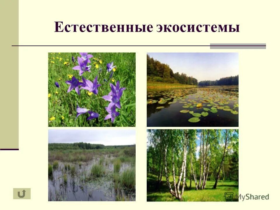 Разнообразие естественных экосистем. Биологическое разнообразие в сельскохозяйственных экосистемах. Экосистема таблица. Искусственные экосистемы. Естествееныеи искувственные эклоситемвы.