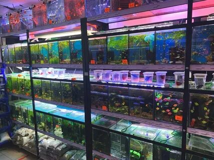 Маленькие рыбки в зоомагазине