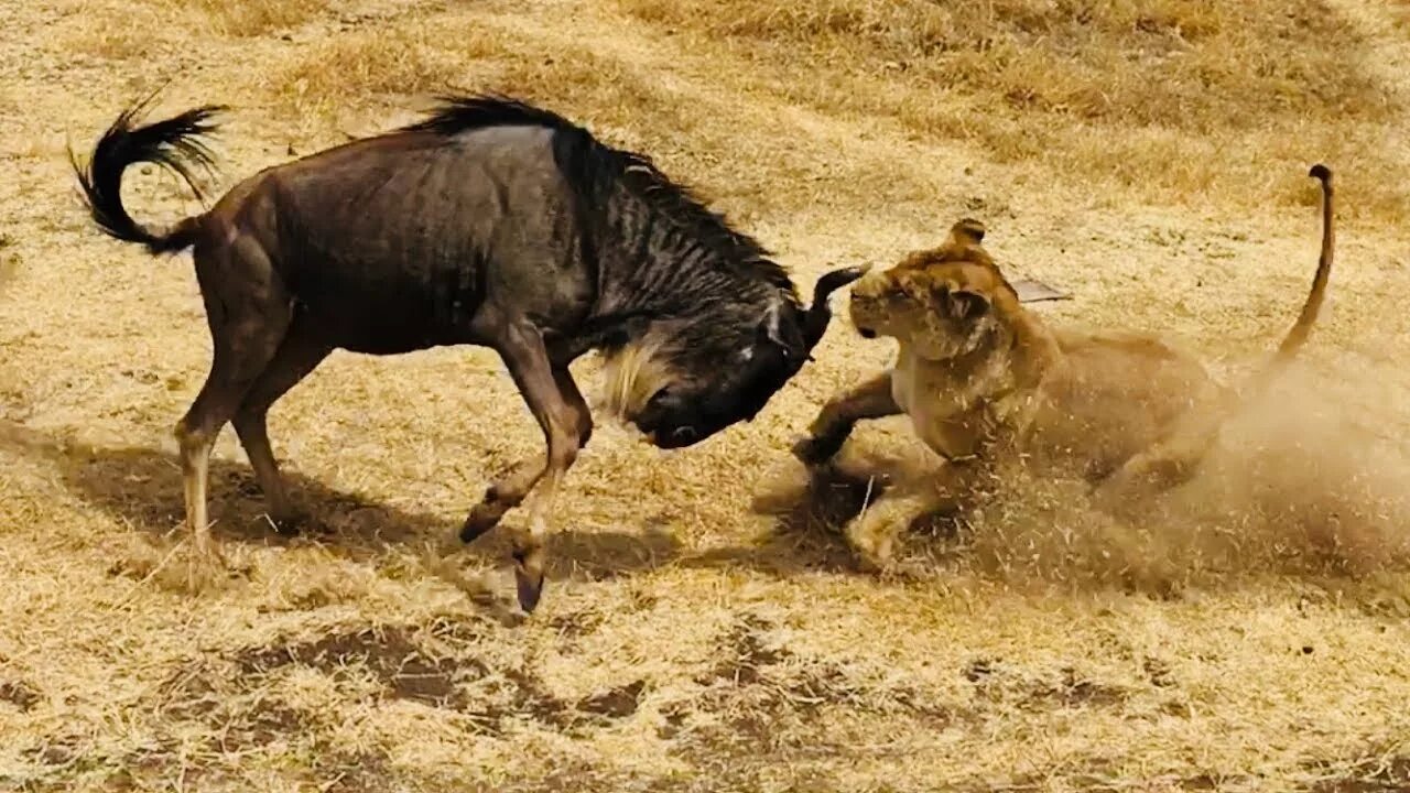 Лев гонится. Африка львы антилопы. Лев охотится.