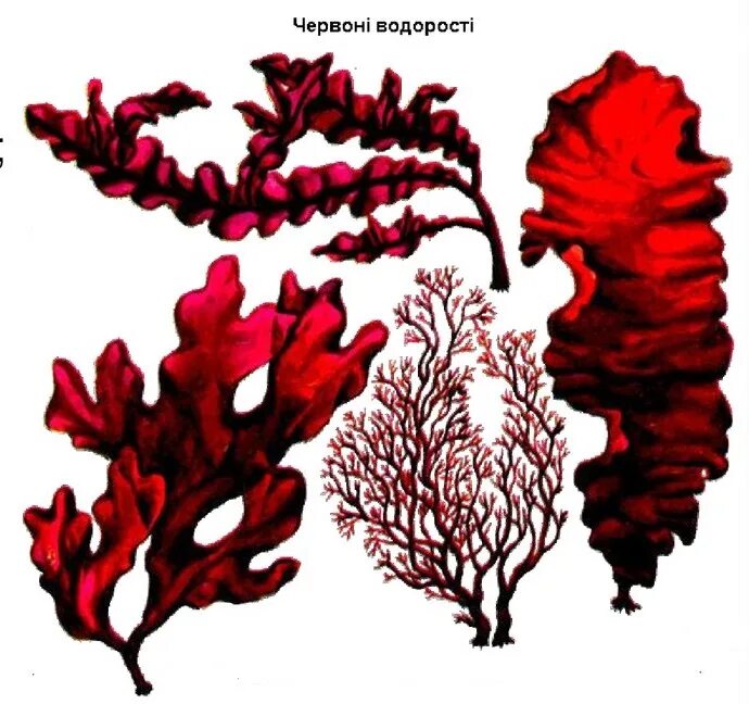 Филлофора водоросль. Порфира Филлофора. Красные водоросли порфира Филлофора. Бурые водоросли Филлофора. 2 название красных водорослей