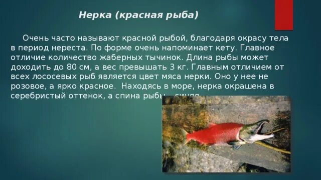 Нерка рыба фото описание цена Нерка фото и описание Каталог рыб, смотреть онлайн