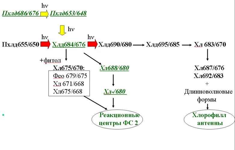 ферменты синтеза хлорофилла