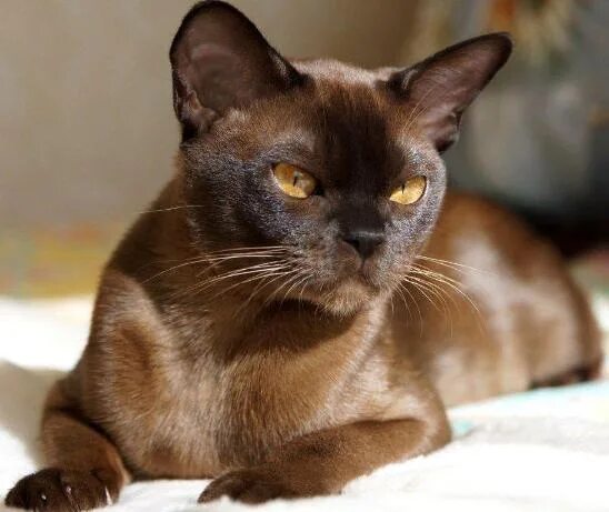 Как выглядит бурманский кот Социализация котенка. Почему котенок кусается и царапается Бурма (бурманская ко