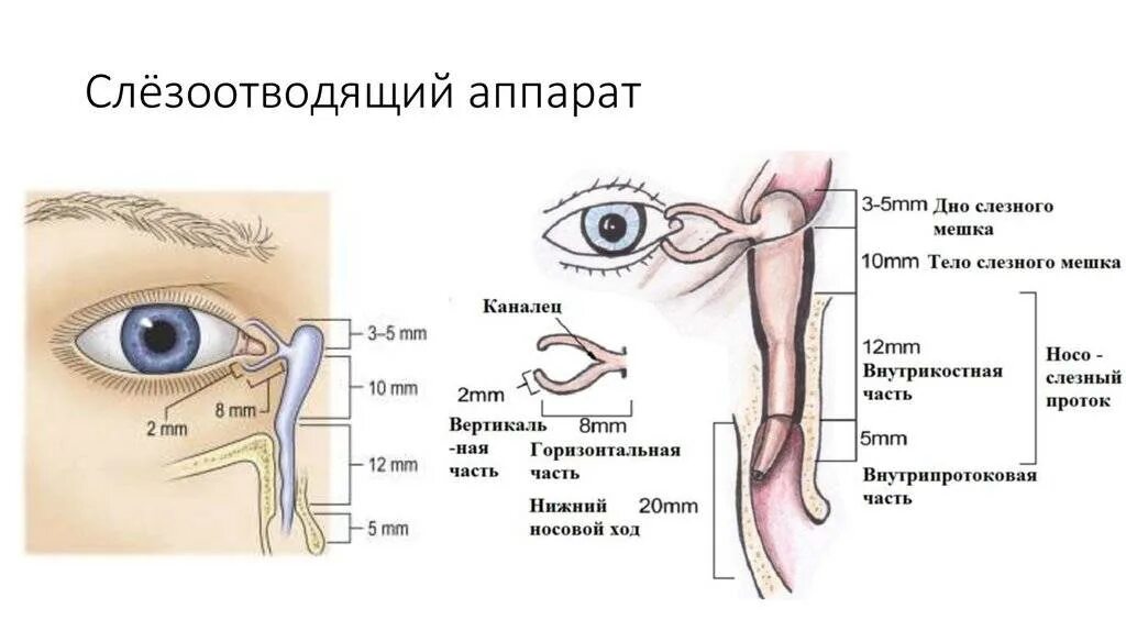 Слезный канал форум. Слезный аппарат дакриоцистит. Анатомия дакриоцистит. Массаж при непроходимости слезного канала схема. Слезный аппарат глаза анатомия.