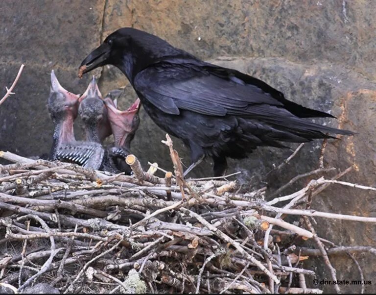 Умная ворона. Сюнин ворон. Нужны ли вороны. Птица ворон и грач. Корвус ворон.