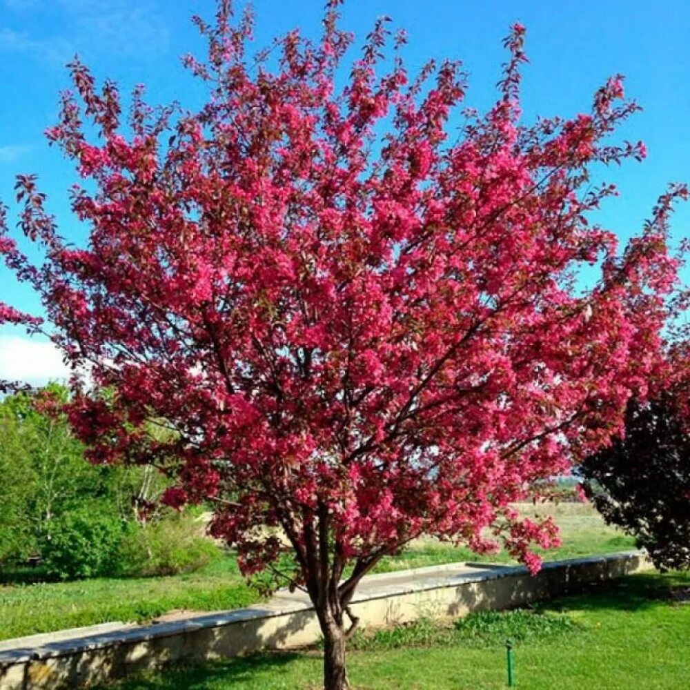 Яблоня Недзвецкого Malus niedzwetzkyana. Яблоня краснолистная роялти. Яблоня "роялти" - Malus "Royalty". Яблоня краснолистная Скарлет. Фото декоративной яблони