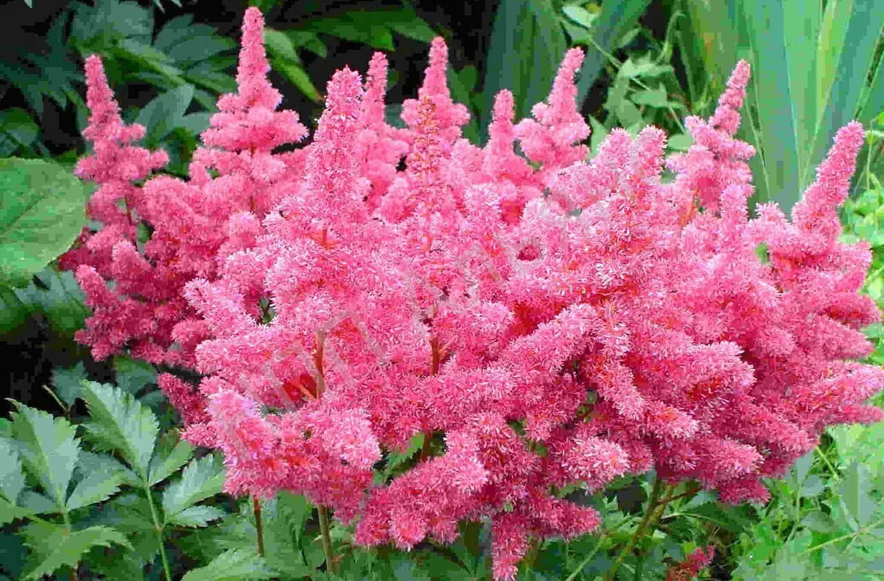 Астильба сорта и виды с названием. Астильба арендса gloria purpurea. астильба arendsii gloria purpurea. астильба арендса burgundy red.