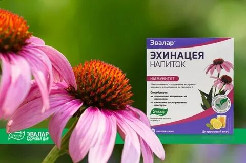 Эхинацея ударение