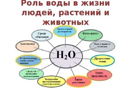 Какое значение имеет вода в жизни