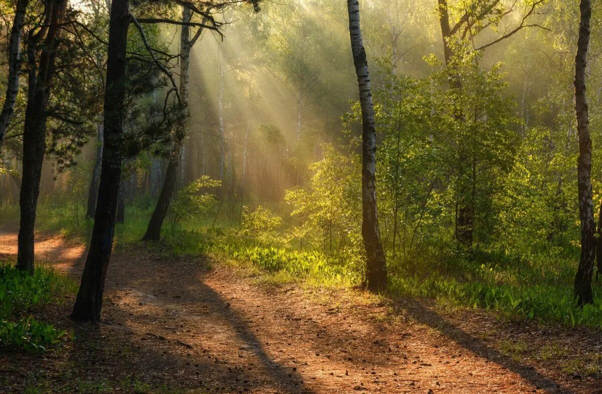 Утро в лесу. Лес утром. Утренний лес. Утро лес прогулка.