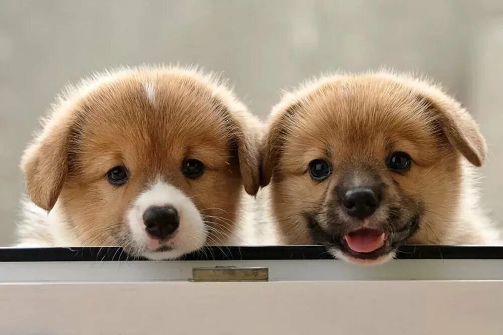 Картинки щеночков. Милые собаки. Милый щенок. Красивые щенки. Щенки милые и красивые.