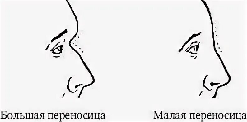 Переносица это
