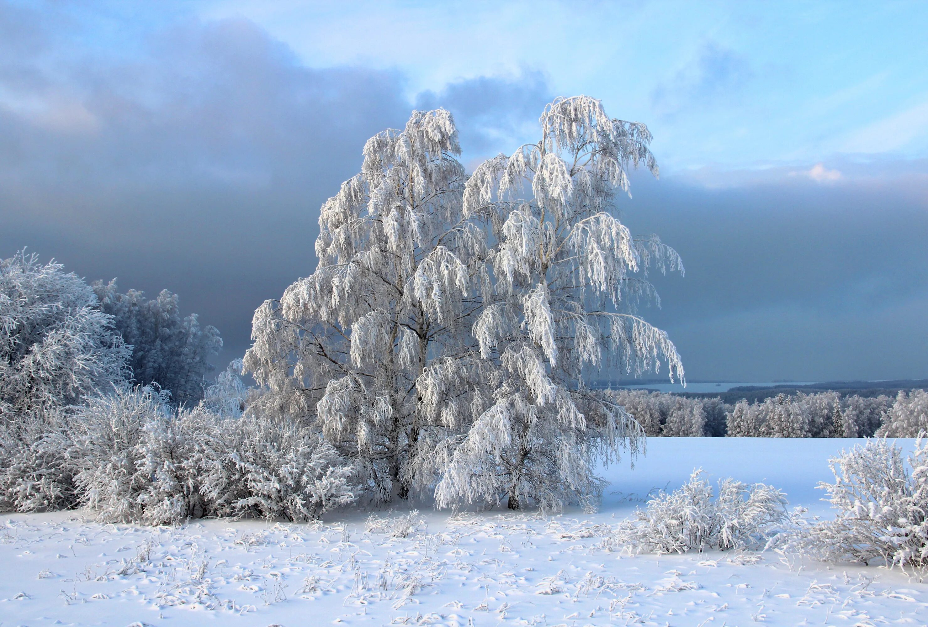 Зима картинки. Зимний пейзаж. Зимняя природа. Красота зимы. Деревья в снегу.