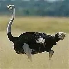 Бегун сканворд 6. Саванны Африки страус. Страусы с антилопами. Великолепный страус животные.