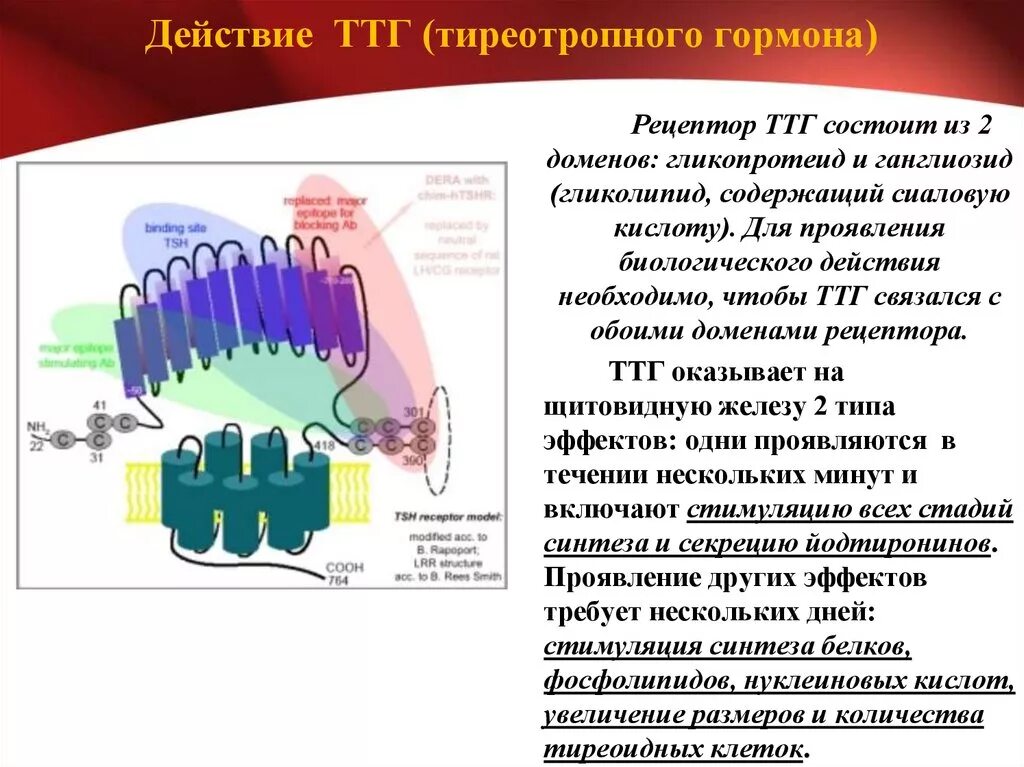 Гормоны и рецепторы т3. Рецептор тиреотропного гормона. ТТГ. ТТГ действие гормона.