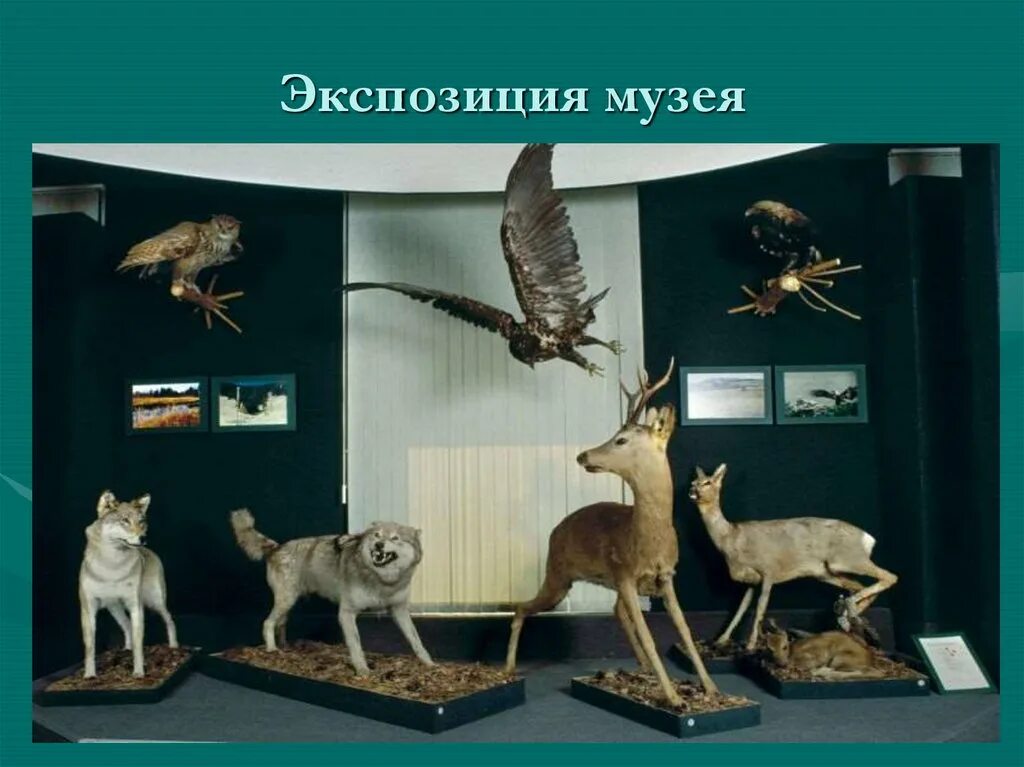 Отделы краеведческого музея. Вольский краеведческий музей отдел природы. Вольск музей краеведения. Хвалынский музей краеведения. Краеведческий музей иркутск отдел природы.