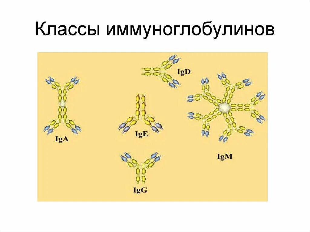 Иммуноглобулины структура классы функции. Иммуноглобулины строение классы. Антитела классы иммуноглобулинов. Функции разных классов иммуноглобулинов. Особенности иммуноглобулинов