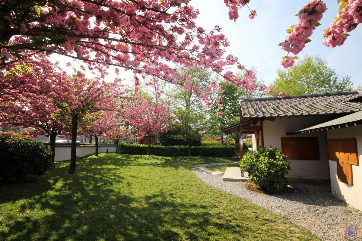 Японский сад baltalimani. Японский сад в Стамбуле. Парк японский сад Стамбул. Японский сад Сакура 2023. Сакура рядом