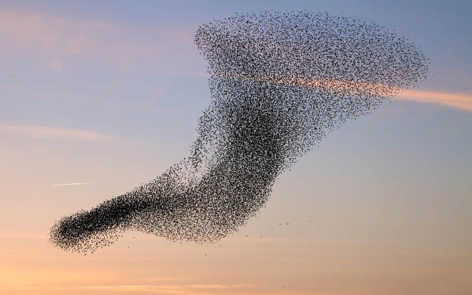 Flock of birds. Мурмурация Скворцов. Скворцы мурмурация. Стая птиц мурмурация. Мурмурация Стрижей.