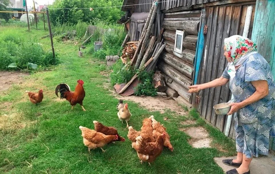 Бабушка в деревне. Жизнь в деревне. Бабушка в курятнике. Курицы на даче. Бабушка в курятнике.