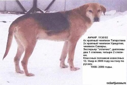 Тамбовский гончий