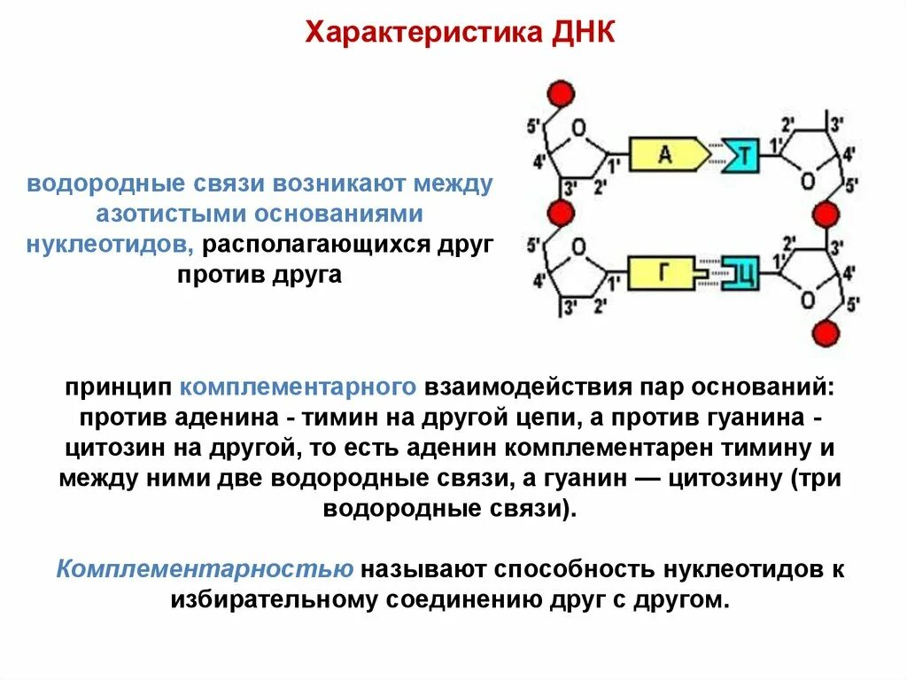 Схема взаимодействия нуклеотидов в ДНК. Внутримолекулярная водородная связь ДНК. Схема соединения азотистых оснований в ДНК. Связи между нуклеотидами в ДНК.