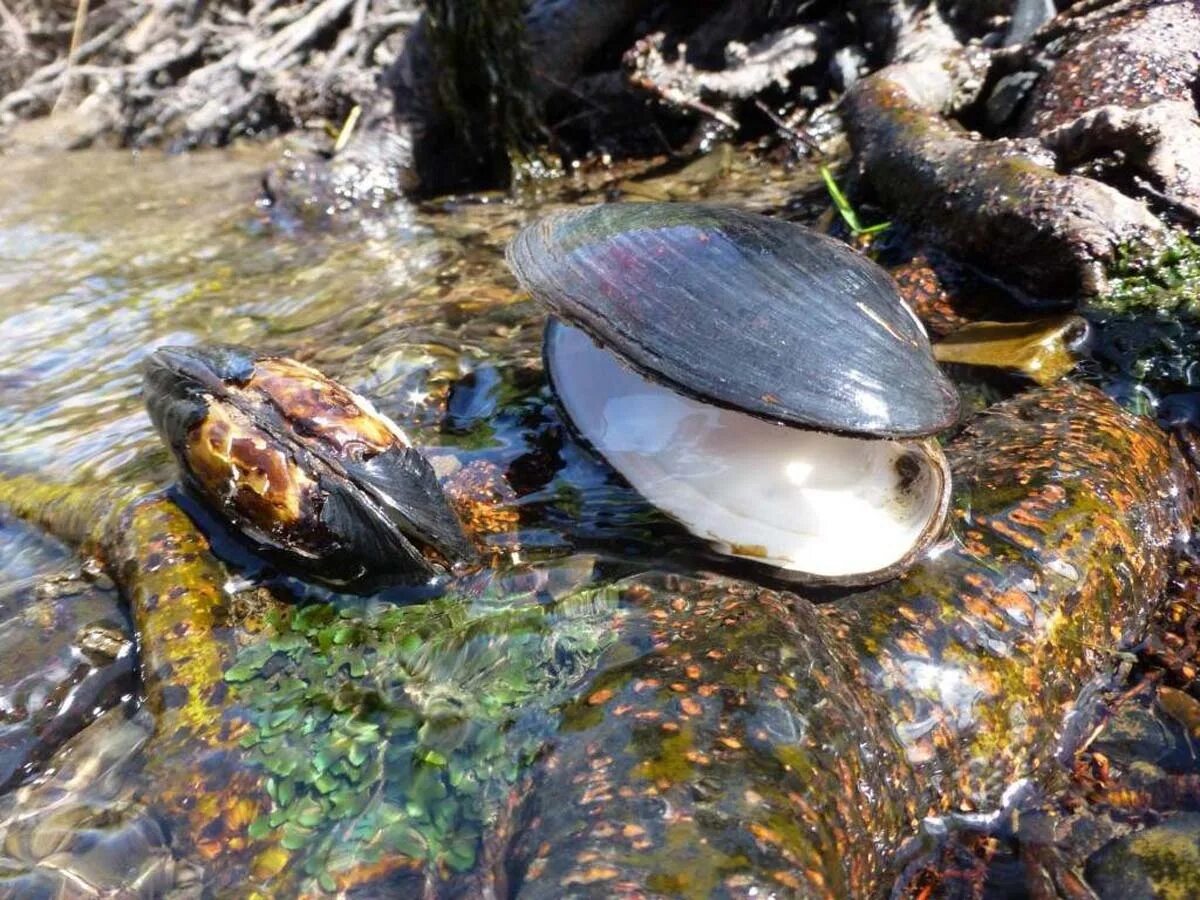 Речная жемчужница в россии. Моллюск жемчужница европейская. Обыкновенная жемчужн ца. 178а мурманск. Кольский 178 мурманск.