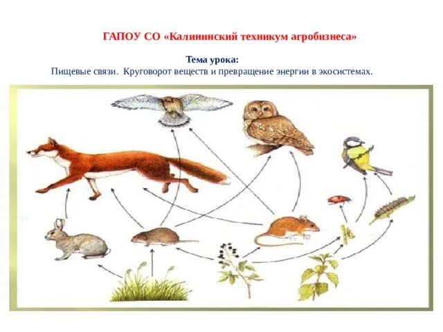 Моя лаборатория выделение пищевых цепей в искусственной