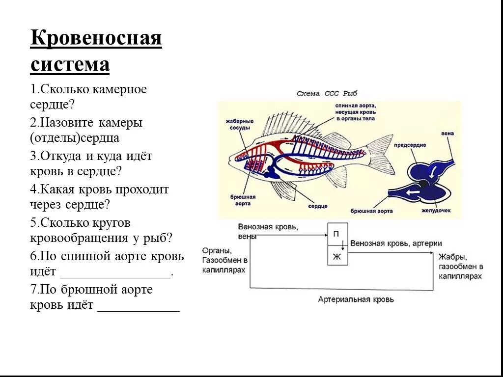 У рыб 1 круг кровообращения. Кровеносная система у рыб система у рыбы. Строение кровеносной системы рыб. Внутреннее строение рыбы система органов. Системы органов рыб пищеварительная система таблица.