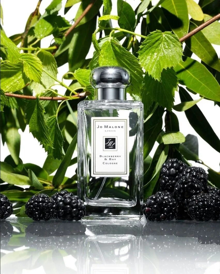 Аромат blackberry. Духи jo malone blackberry bay cologne. Jo malone blackberry & bay 100ml. Jo malone blackberry & bay 100ml. Jo malone blackberry bay 50 ml.