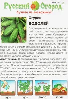 Сорт огурцов водолей