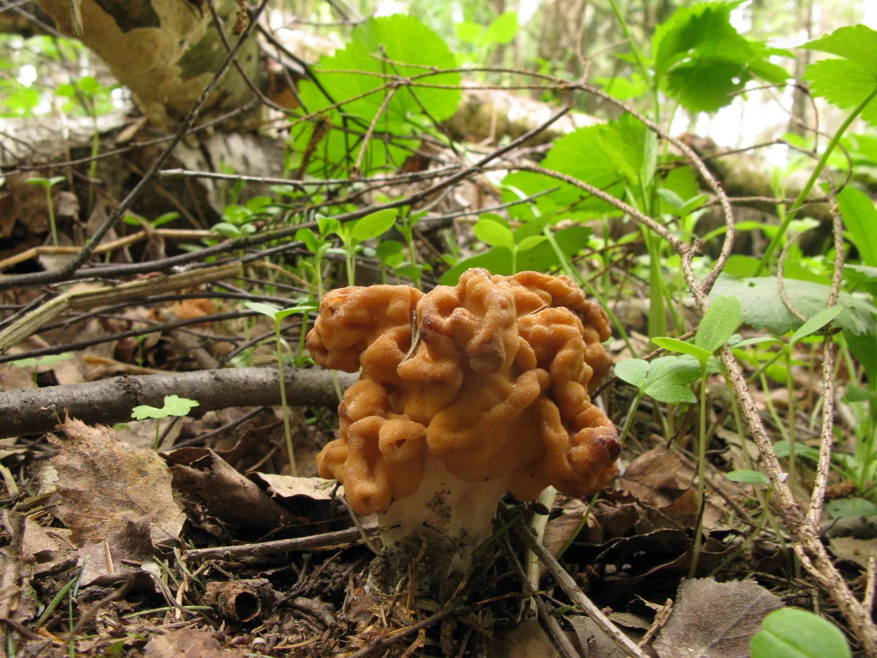 Первый грибы в подмосковье. Весенние грибы Подмосковья. Ранние грибы Подмосковья. Грибы в мае. Первые весенние грибы в Подмосковье.