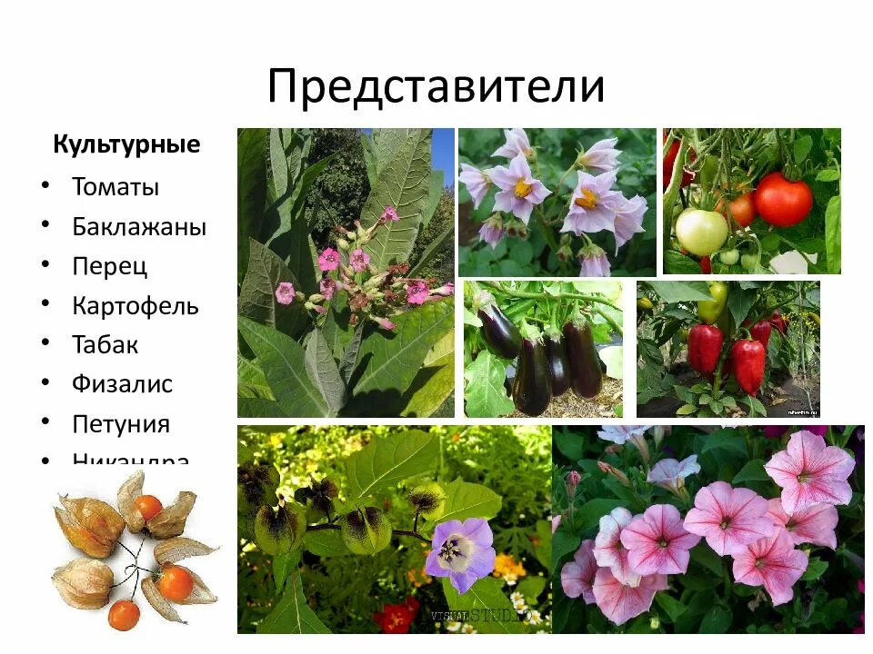 Двудольными растениями являются. Двудольные растения. Представители двудольных растений. Представители однодольных и двудольных растений. Петуния двудольное или однодольное.