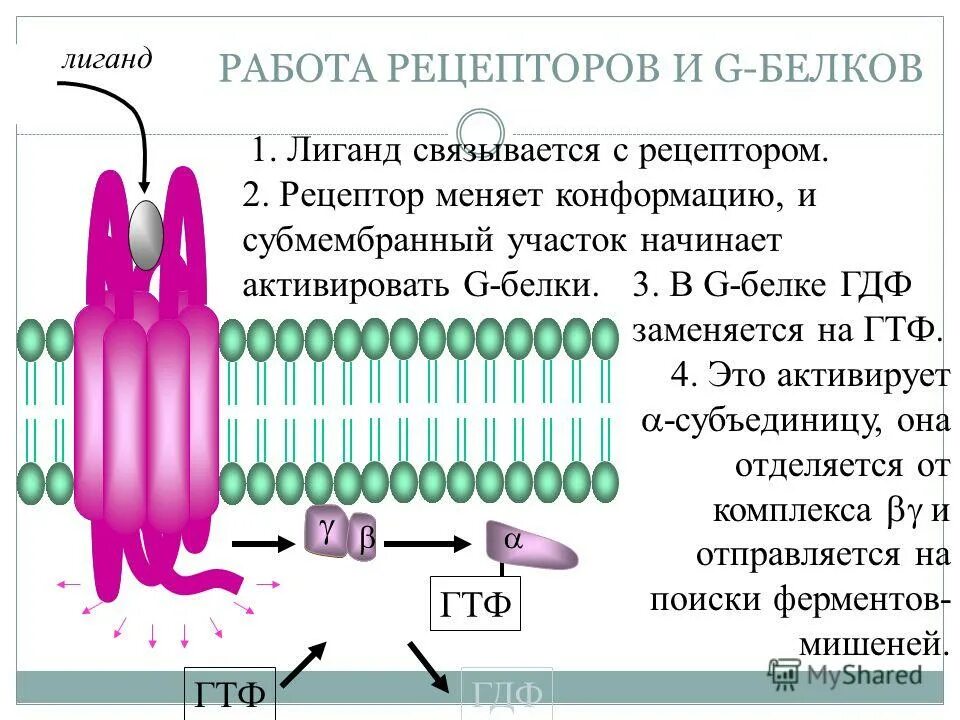 С реакт белок. Строение g-белков. G белок строение. Активация g белка. Рецепторы связанные с g-белками.