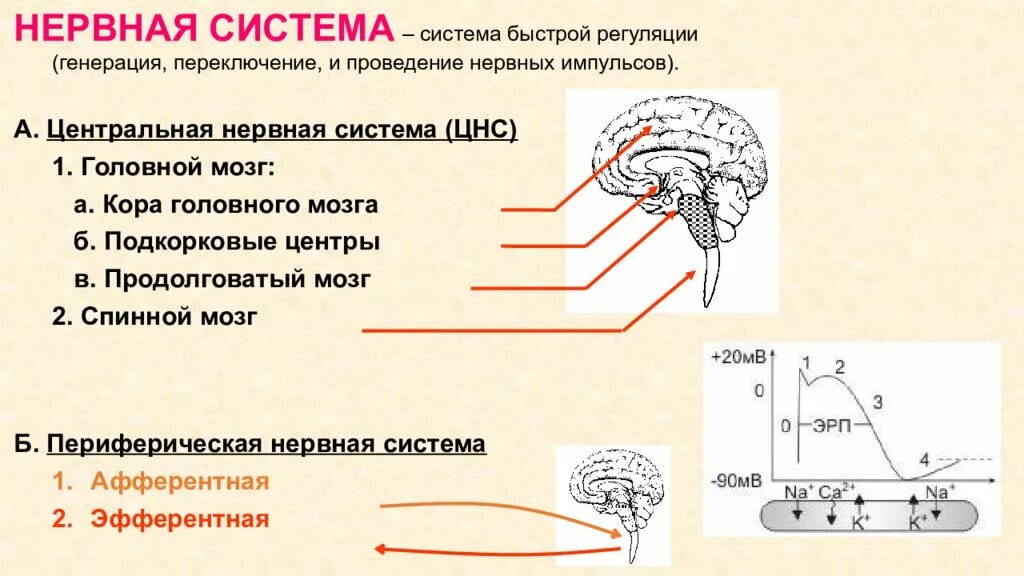 В продолговатом мозге находится нервный центр. Афферентные и эфферентные нервы. Афферентная нервная система. Афферентные нервные волокна. Афферентная система.